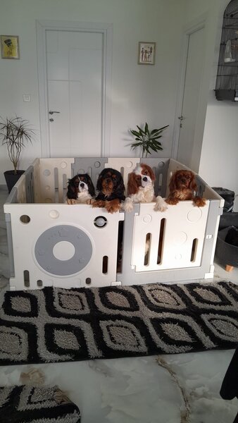 Cavalier King Charles spaniel