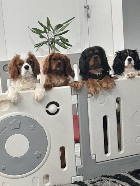 Cavalier King Charles spaniel