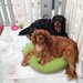 Cavalier King Charles spaniel